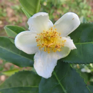 Green Tea Tree Camellia Sinensis Plant - 1 Feet Tall - 3" Pot - Live Plant