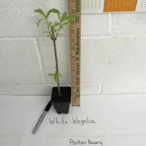 White Weigela Plant - 6-12 Inch Shrub - Quart Pot - Flowering Plant