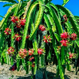 Red Dragon Fruit American Beauty Plant - Live Pitaya Cactus - 1-2 Ft - 6 Inch Pot