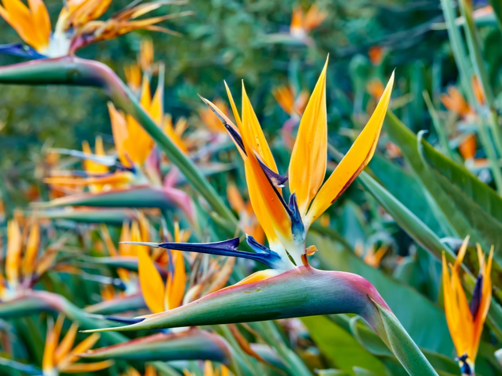 bird of paradise flowers