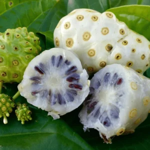 Noni Plant Live Plant - 1 to 2 ft Tall - in 3 Gal Pot