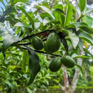 Avocado Tree - Grafted 1 ft Tree - Easy to Grow Fruit Tree