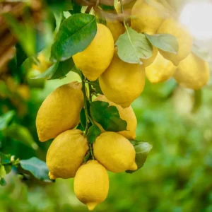 Harvey Lemon Tree - Live Citrus Plant 2 Feet Tall in 1 Gallon Pot - Not Ship CA
