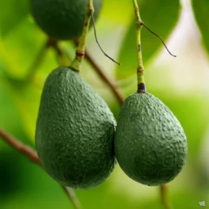 Little Cado Avocado Tree - 2 ft Grafted Tree - 6 inch Pot