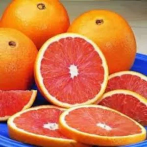 Red Navel Orange Tree - Live Grafted Tree - 2 Feet Tall - 1 Gallon Pot - Fast Shipping - Not Ship CA