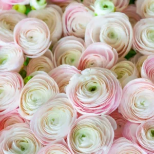 Ranunculus Pink Shade Bulbs - 25 Jumbo Flower Bulbs - Buy 5 Get 1 Free - Pink