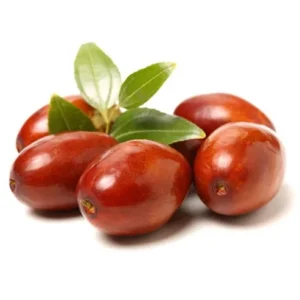 Jujube Ga 866 Tree 3-4 Ft Tall Grafted Fruit Tree 3 Gal Pot