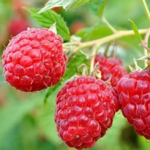 Heritage Red Raspberry Plant - 2 Bare Root Plants - NON GMO - Buy More Save More