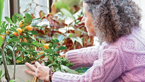 A gardener adjusting a Calamondin tree, checking its health and ensuring it has enough light and nutrients for optimal growth.