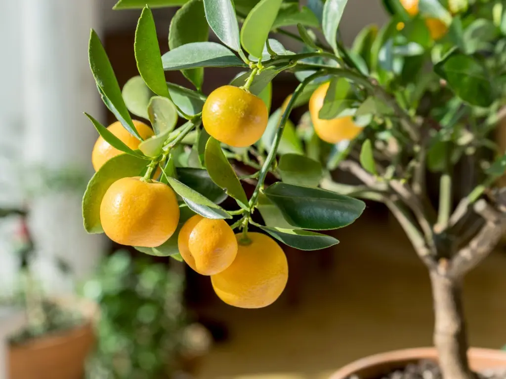 Close-up of ripe calamondin oranges hanging on branches with deep green leaves, showing the tree's ornamental value.