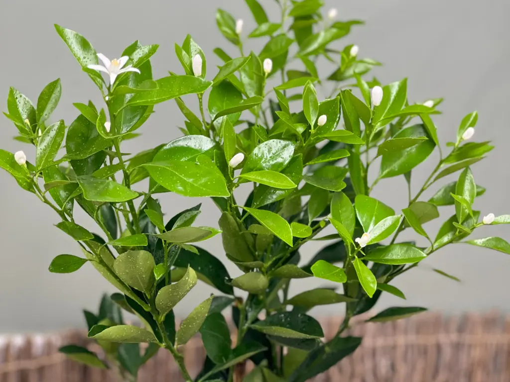 calamondin plants