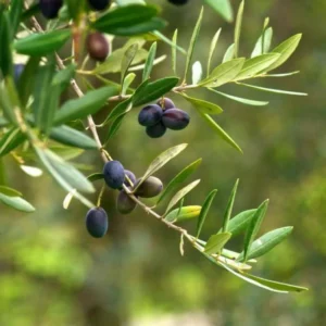 Arberquina Olive Tree - Live Plant 2 Feet Tall - 1 Gallon - Grow Tropical Delight - Not Ship CA