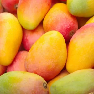Valencia Mango Tree - Live Plant 3 Feet Tall - Sweet Juicy Fruit - Not Ship CA