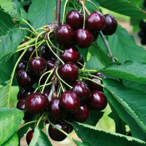 Royal Crimson Cherry Plant - 3-4 ft Grafted Fruit Tree 3 Gal Pot