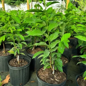 Sugar Apple Tree - 3 Gallon Potted Plant 2+ Feet - High Yield - Not Ship CA