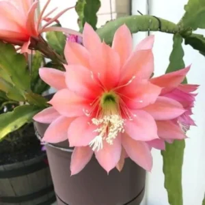 Queen of the Night Plant - Pink Epiphyllum - 6 inch Pot - Exotic Flower