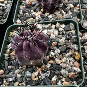 Neochilenia Jussieui Purple Cactus Live Plant 3.5