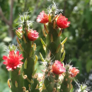 Eve's Pin Cactus Austrocylindropuntia Subulata - 2