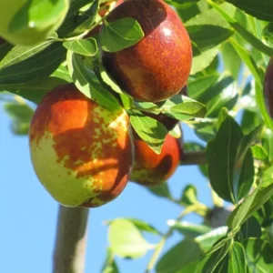 Jujube Li Tree Grafted - 2-3 ft Tall - Ready to Plant