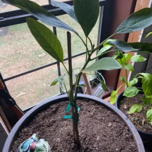 Grafted Avocado Fruit Tree - Bacon Variety - 1 Foot Tall - Easy Grow