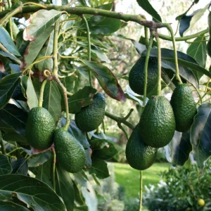 Hass Avocado Tree - Grafted Tree - 2 to 3 Feet Tall - 3 Gal Pot