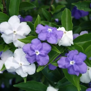 Brunfelsia Densifolia Plant - Serpentine Hill Raintree - 1-2 Ft Tall - 1Gal Pot