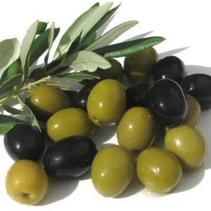 Arberquina Olive Tree - Live Plant 2 Feet Tall - 1 Gallon - Grow Tropical Delight - Not Ship CA