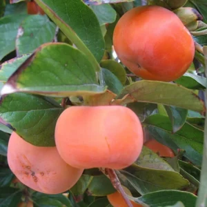 Giant Fuju Persimmon Tree - Grafted Tree - 3-4 ft Tall - 3 Gal Pot - Fall Harvest