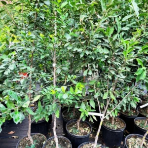 Plum Tree Mariposa - 3 Gallon 3 Feet Sweet Fruit Tree - Home Garden Ready - Not Ship CA