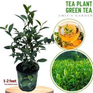 Green Tea Plant - Camellia Sinensis - 3 Gallon - 1 to 2 Feet - Home Garden Tea Growing - Not Ship CA