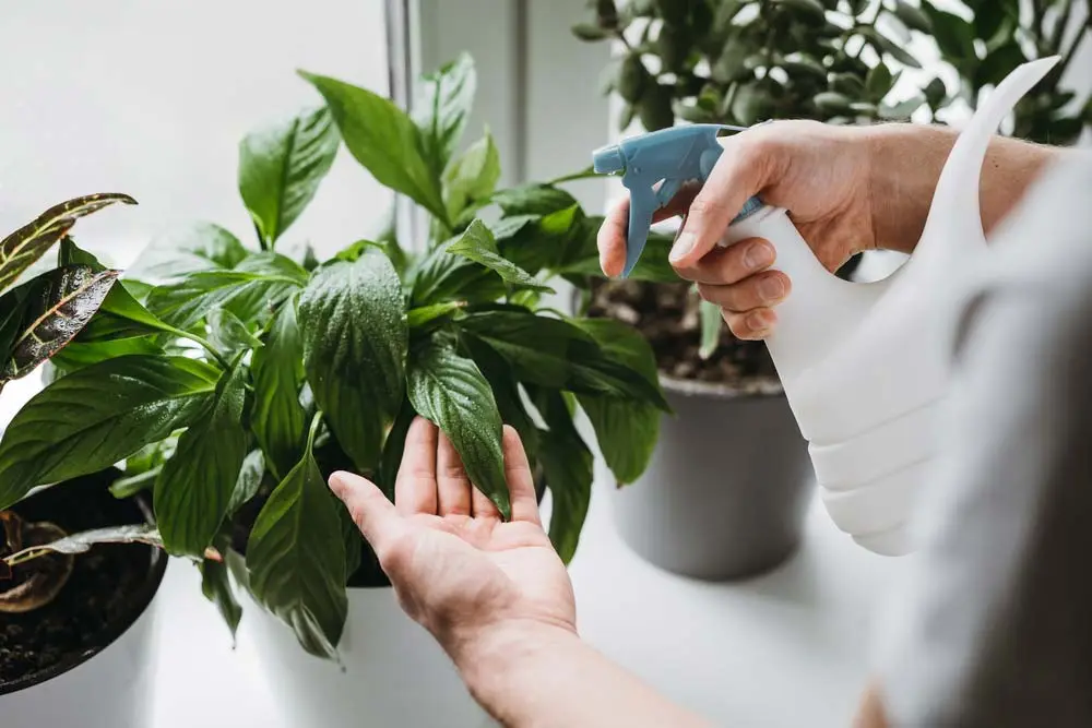 father's day plant gift ideas - nursery plant