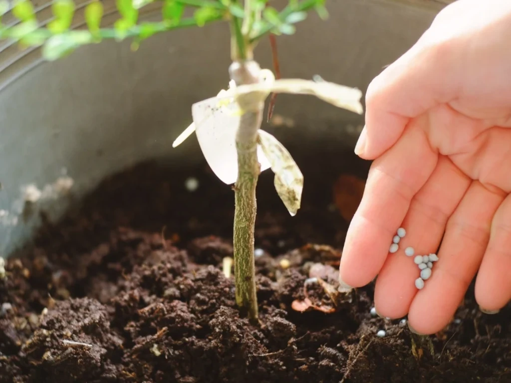 Fertilizing to the soil of a Calamondin tree to support healthy growth