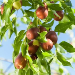 Grafted Jujube Honey Jar Tree - 1-2 Ft Chinese Date Plant - 6