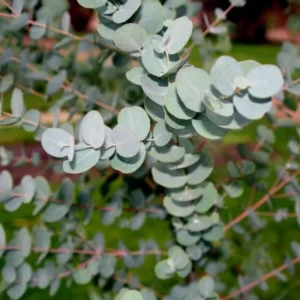 Silver Dollar Eucalyptus Plant - 6 Inch Pot - Nursery Grown