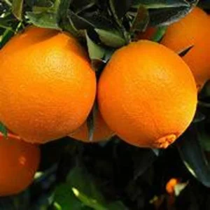 Navel Orange Tree - Live Citrus Plant - 3 Gallon - Ships with Soil - Not Ship CA