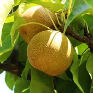 Asian Pear Tree Pyrus Serotina Plant - 2-3 ft Tall Fruit Tree