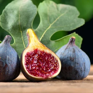 Fig Plant Lattarula - Live Fig Tree Starter Plant - Rare Italian Honey Figs