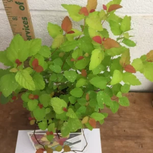 Double Play Candy Corn Spirea - 1 Gallon Flowering Shrub - Vibrant Colors