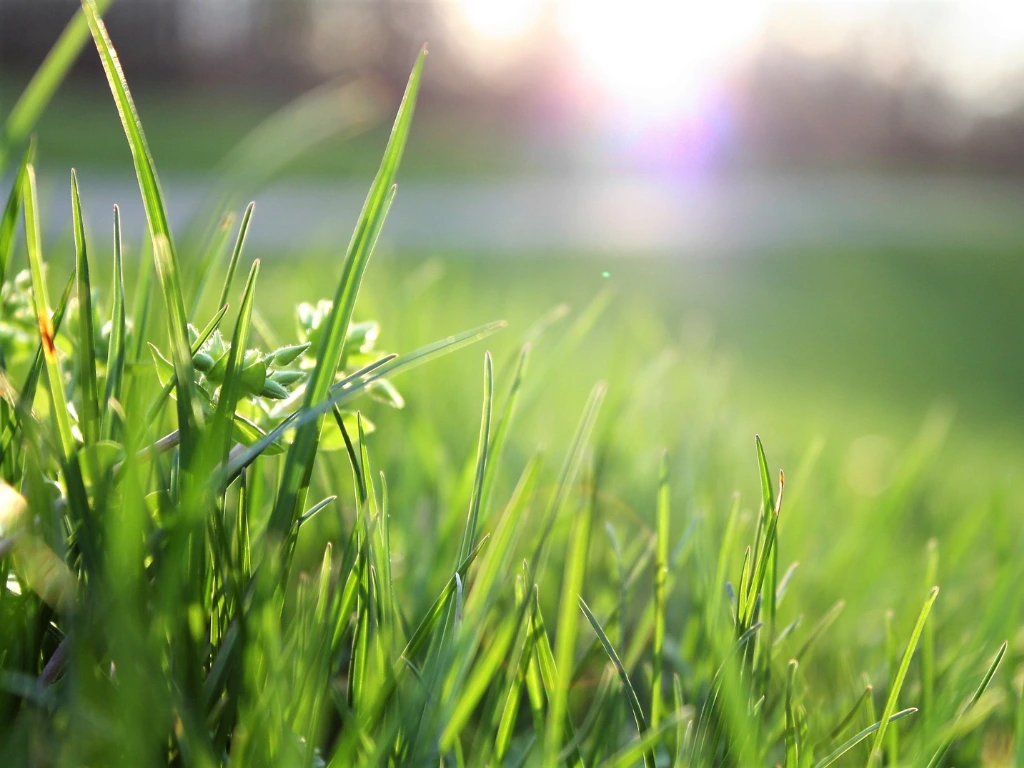 grass lawn
