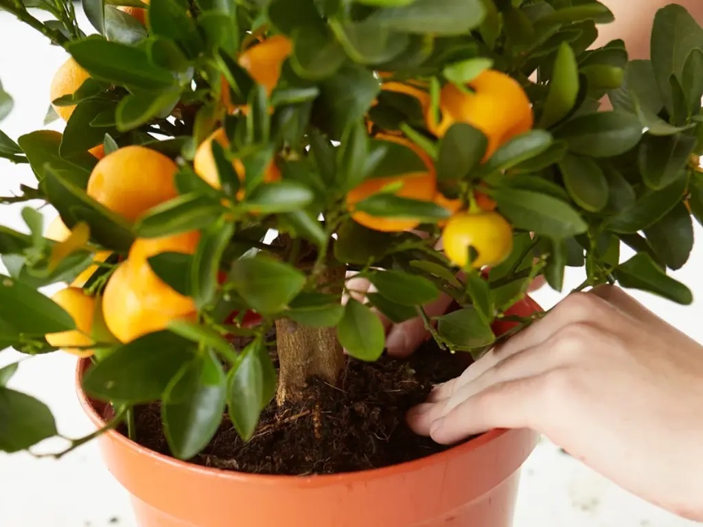 grow calamondin indoors