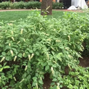 Itea Henry's Garnet Sweetspire Plant 6-12 Inch Potted Shrub