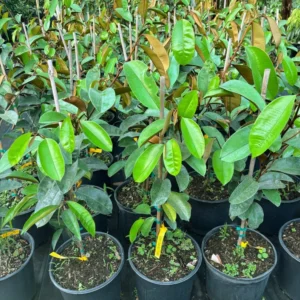 Purple Caimito Tree - 3 Gallon 3 Feet - Exotic Fruit Tree - Home Garden Ready - Not Ship CA