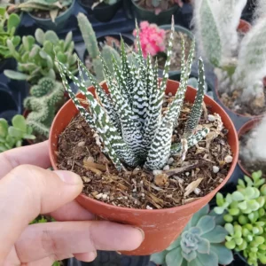 Zebra Haworthia Succulent Potted Plant - 2.5 inch Unique Stripe