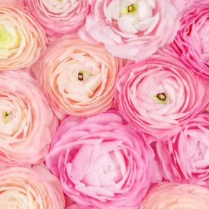 Ranunculus Pink Shade Bulbs - 25 Jumbo Flower Bulbs - Buy 5 Get 1 Free - Pink
