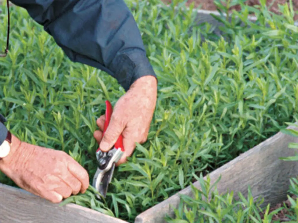 harvesting French Tarragon
