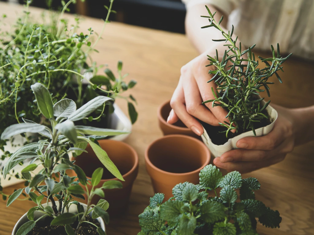 herb starter