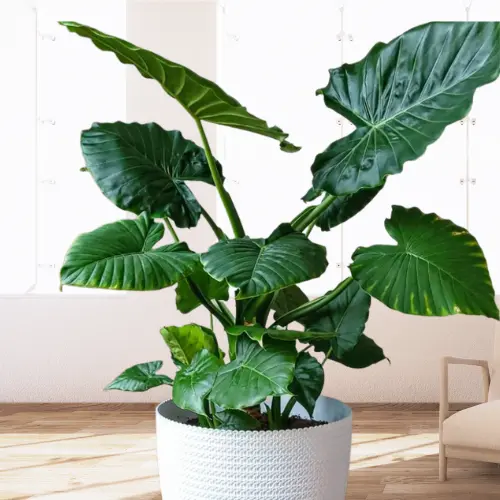 Alocasia Calidora - Elephant Ear Plant indoor