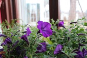 how to grow petunias indoors