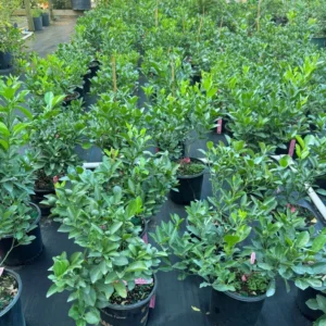 Calamondin Tree Bush 1 Gal Citrus Tree - Compact Home Garden Plant - Free Shipping - Not Ship CA