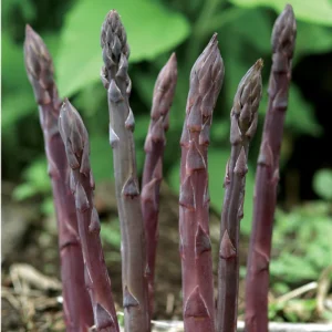 Purple Passion Asparagus Plants - 50 Crowns - 2 Year Roots - Garden Ready